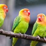 Como Funciona a Reabilitação de Aves Apreendidas do Tráfico e o Impacto para a Biodiversidade