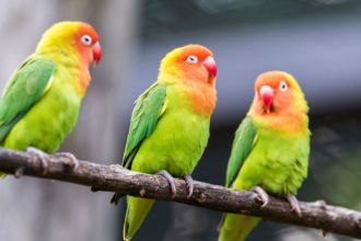 Como Funciona a Reabilitação de Aves Apreendidas do Tráfico e o Impacto para a Biodiversidade