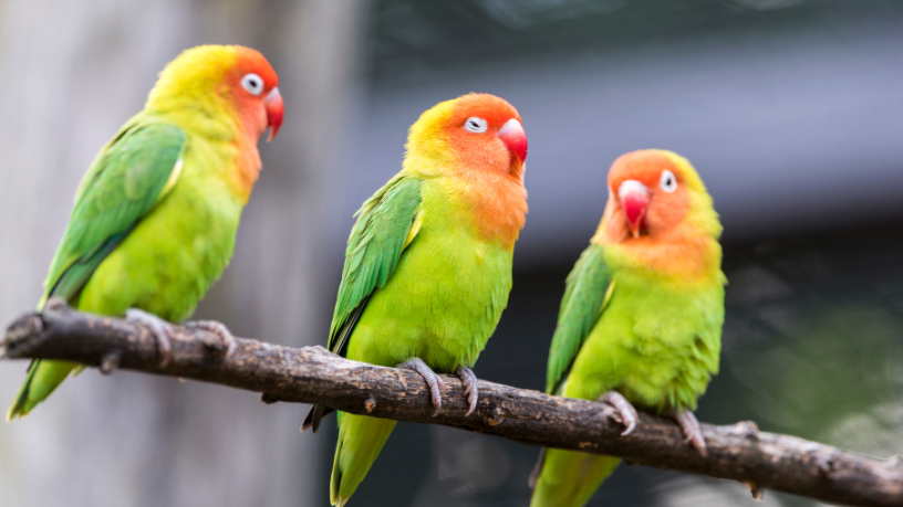 Como Funciona a Reabilitação de Aves Apreendidas do Tráfico e o Impacto para a Biodiversidade