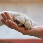 Como Uma Plataforma Online Pode Transformar Adoção de Animais e Fortalecer Engajamento Digital