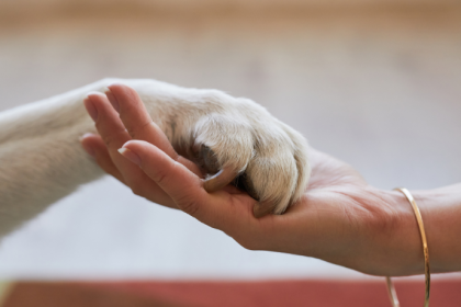 Como Uma Plataforma Online Pode Transformar Adoção de Animais e Fortalecer Engajamento Digital