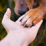 Adolescentes e a Responsabilidade Social: Desvendando Casos de Violência Contra Animais no Brasil