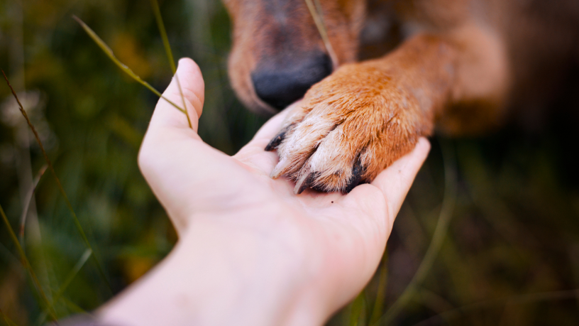 Adolescentes e a Responsabilidade Social: Desvendando Casos de Violência Contra Animais no Brasil