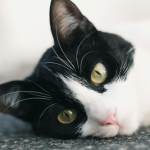 A Jornada Inacreditável de um Gato Que Voltou para Casa Depois de Meses Desaparecido