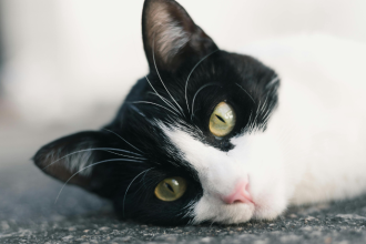 A Jornada Inacreditável de um Gato Que Voltou para Casa Depois de Meses Desaparecido