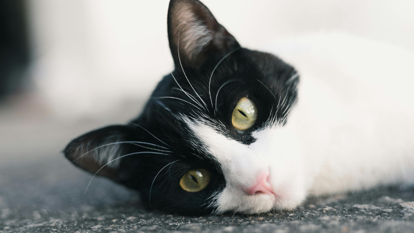 A Jornada Inacreditável de um Gato Que Voltou para Casa Depois de Meses Desaparecido