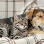 Feira de Adoção de Cães e Gatos em BH: Encontre Amor e Novos Lares no Minas Shopping