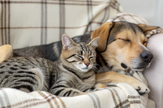 Feira de Adoção de Cães e Gatos em BH: Encontre Amor e Novos Lares no Minas Shopping