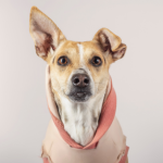 Cachorro adotado após quase 10 anos em abrigo: lição de paciência e amor animal