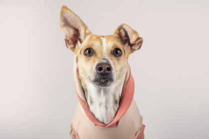 Cachorro adotado após quase 10 anos em abrigo: lição de paciência e amor animal