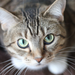 Novo tratamento nos EUA oferece esperança para gatos com PIF