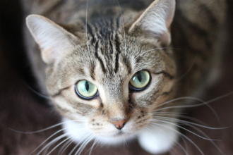 Novo tratamento nos EUA oferece esperança para gatos com PIF