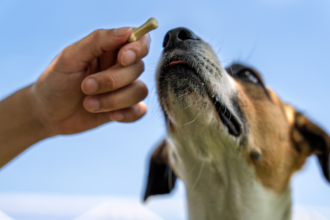 Petiscos para pets: como fortalecem o vínculo entre tutores e animais de estimação