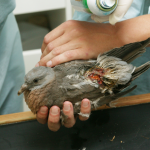 Justiça e proteção animal: respostas ao aumento da violência gratuita contra animais