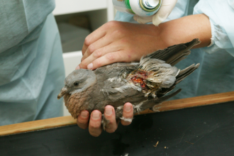 Justiça e proteção animal: respostas ao aumento da violência gratuita contra animais