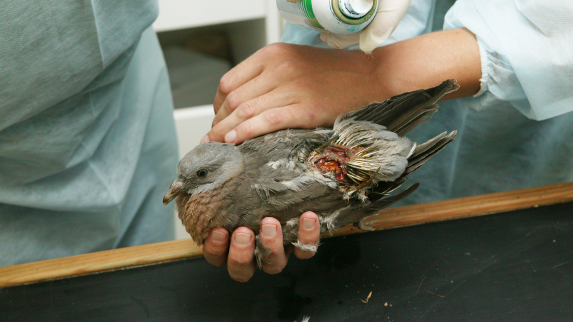 Justiça e proteção animal: respostas ao aumento da violência gratuita contra animais
