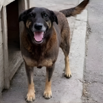 Dr. Jonatas Lucena analisa o caso do cachorro Orelha como símbolo da falência da resposta estatal aos maus-tratos.