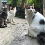 Cresce o Maus-Tratos a Gatos em Desafios na Internet e Voluntários Alertam para o Perigo