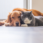 Mutirão de Castração em Sorocaba: Saúde Animal e Bem-Estar Comunitário