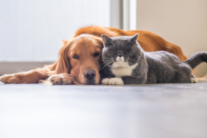 Mutirão de Castração em Sorocaba: Saúde Animal e Bem-Estar Comunitário
