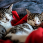 Por que alguns gatos miam mais que outros: o impacto da domesticação no comportamento felino