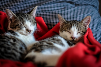 Por que alguns gatos miam mais que outros: o impacto da domesticação no comportamento felino