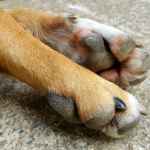 Maus-tratos a dois cachorros em Ribeirão Preto: o que o caso revela sobre violência e responsabilidade social