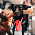 Feira de adoção pet em Belém fortalece conexão entre animais resgatados e novos lares