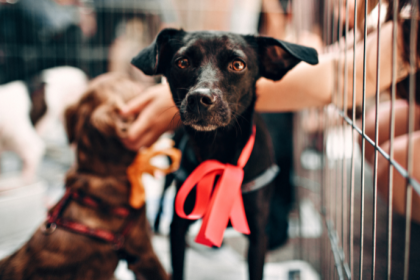 Feira de adoção pet em Belém fortalece conexão entre animais resgatados e novos lares