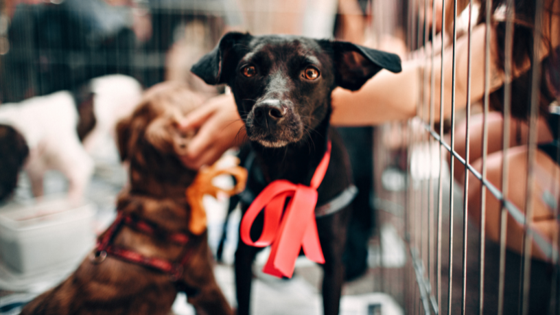 Feira de adoção pet em Belém fortalece conexão entre animais resgatados e novos lares