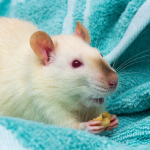 Brasil recua na substituição de testes em animais e reacende debate sobre ciência, ética e inovação