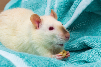 Brasil recua na substituição de testes em animais e reacende debate sobre ciência, ética e inovação