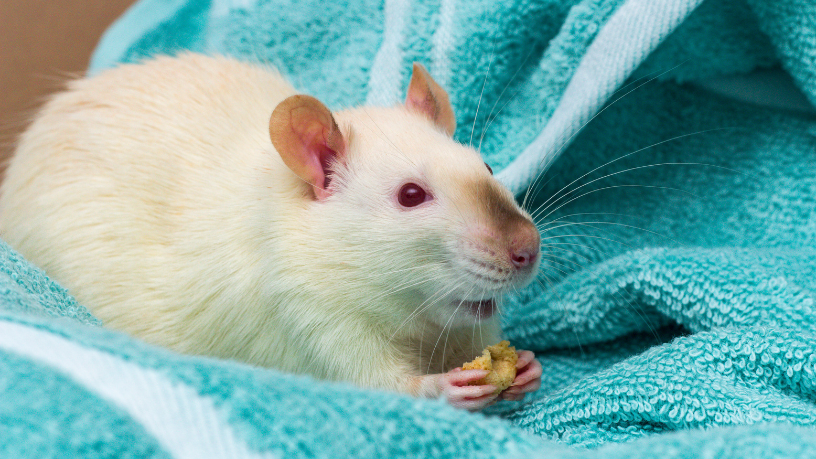 Brasil recua na substituição de testes em animais e reacende debate sobre ciência, ética e inovação