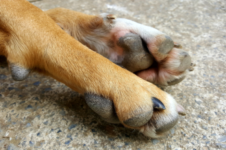 Maus-tratos a dois cachorros em Ribeirão Preto: o que o caso revela sobre violência e responsabilidade social