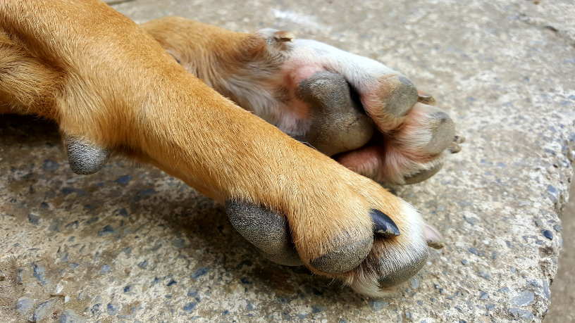 Maus-tratos a dois cachorros em Ribeirão Preto: o que o caso revela sobre violência e responsabilidade social