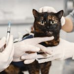 Vacinação antirrábica domiciliar: estratégia eficiente amplia proteção animal e saúde pública