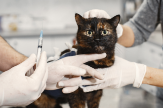 Vacinação antirrábica domiciliar: estratégia eficiente amplia proteção animal e saúde pública