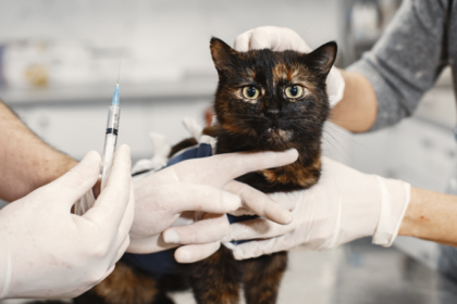 Vacinação antirrábica domiciliar: estratégia eficiente amplia proteção animal e saúde pública