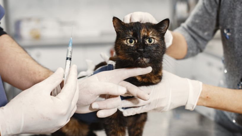 Vacinação antirrábica domiciliar: estratégia eficiente amplia proteção animal e saúde pública