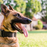 Cão Hulk da PM: como o faro canino ajudou a apreender toneladas de droga na Maré e o que isso revela sobre a segurança pública