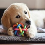 Adoção de cachorro transforma rotina familiar e revela impacto emocional na infância