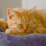 Gato laranja é mais bagunceiro? Entenda a origem da fama e o que a ciência realmente diz