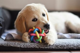 Adoção de cachorro transforma rotina familiar e revela impacto emocional na infância