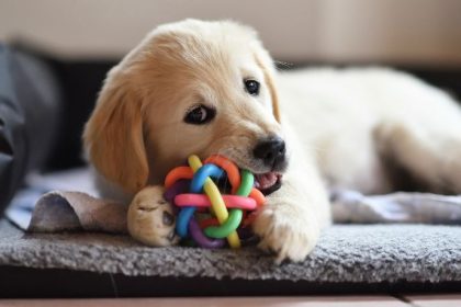 Adoção de cachorro transforma rotina familiar e revela impacto emocional na infância