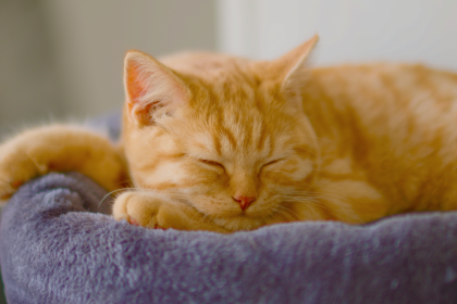 Gato laranja é mais bagunceiro? Entenda a origem da fama e o que a ciência realmente diz