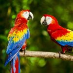 Zoológico de Sorocaba destaca conservação da arara-vermelha e da anta em ações educativas no mês de abril