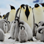 Pinguim-imperador entra em extinção: o que isso revela sobre o futuro do planeta