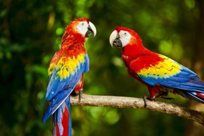 Zoológico de Sorocaba destaca conservação da arara-vermelha e da anta em ações educativas no mês de abril