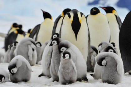 Pinguim-imperador entra em extinção: o que isso revela sobre o futuro do planeta