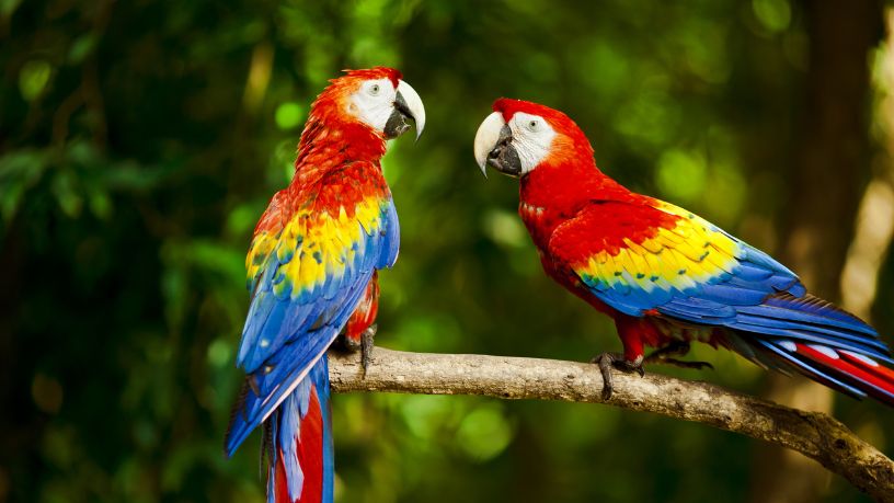 Zoológico de Sorocaba destaca conservação da arara-vermelha e da anta em ações educativas no mês de abril
